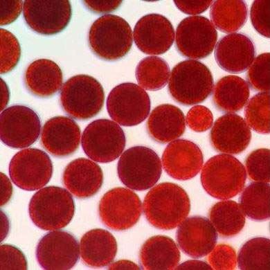 Haematococcus Pluvialis Extract Powder Astaxanthin