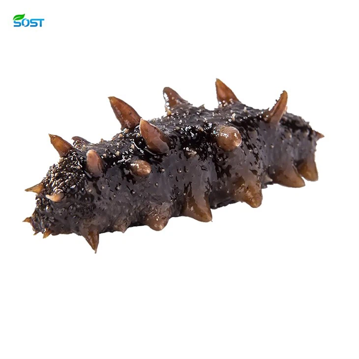 Sea Cucumber Peptide Powder